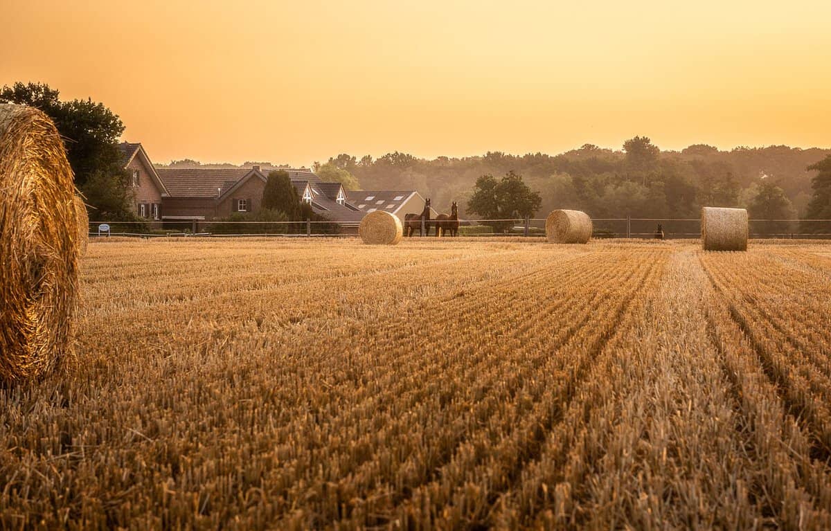 Cornfield 3554413 1280